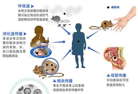 流行性出血熱你了解多少？