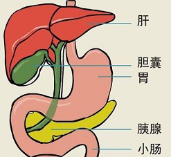 健康科普丨關于膽囊炎你了解多少？