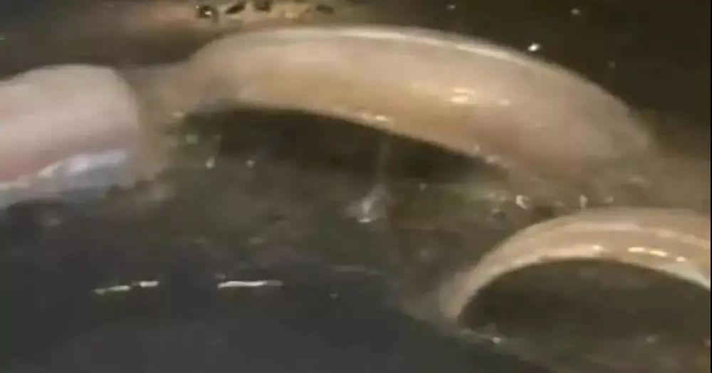 會爆炸的帶魚！這到底是什么情況？