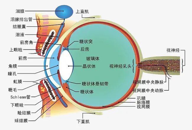 總感覺(jué)眼前有線(xiàn)條或氣泡？不要驚慌，就是飛蚊癥！