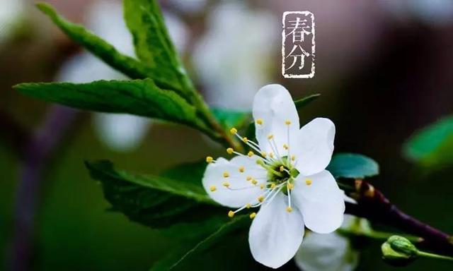 春季養(yǎng)生應以“生發(fā)陽氣 調肝健脾”為要點