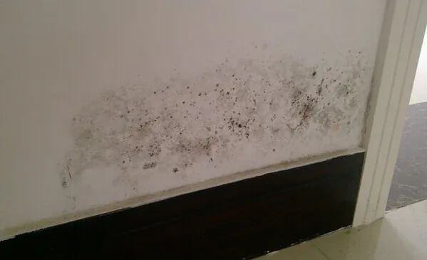 久咳不愈竟因家里的黑色霉菌？家中4個(gè)地方最容易長霉菌，意想不到！